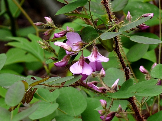 {Robinia hispida}